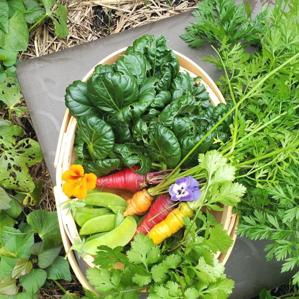 Subpod CCompost Bin & Worm Farm with vegetable harvest- Subpod US