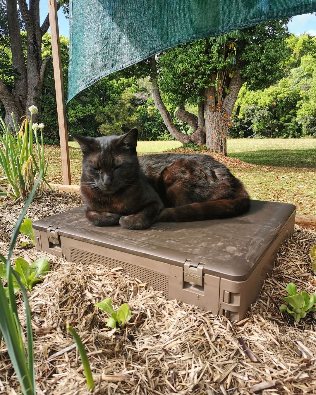 Subpod Mini Pet Poop Composter - Subpod US