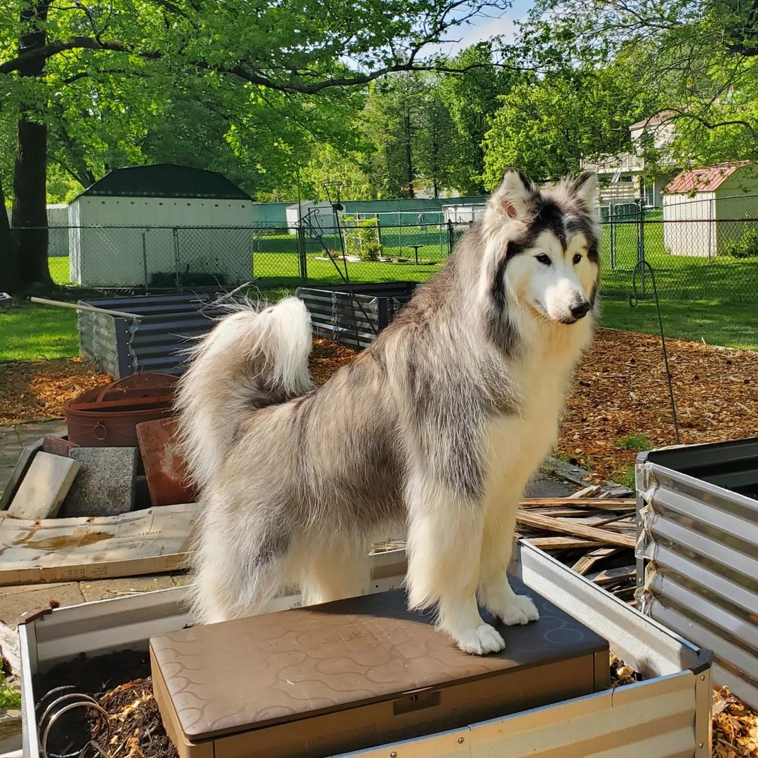 Extra Large Triple Bay Wooden Compost Bin