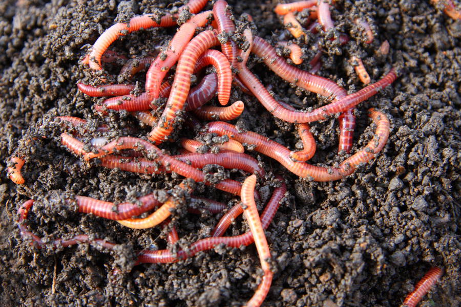 Where To Buy Compost Worms