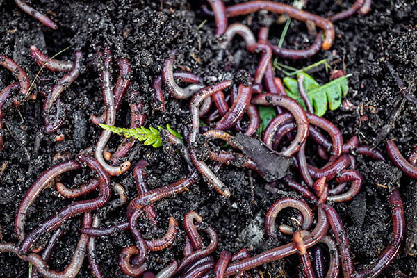 Feed #114 - Become a Worm Farming Expert, Reef-saving Spiderwebs and Vinyl Going Green!