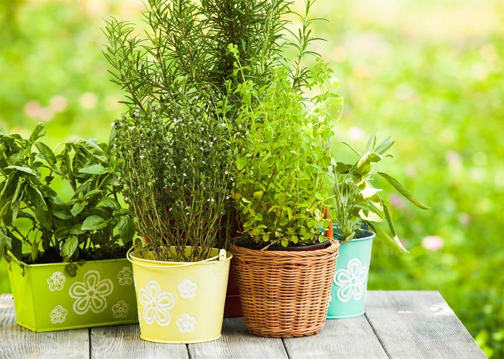 The Five Easiest Herbs to Grow at Home
