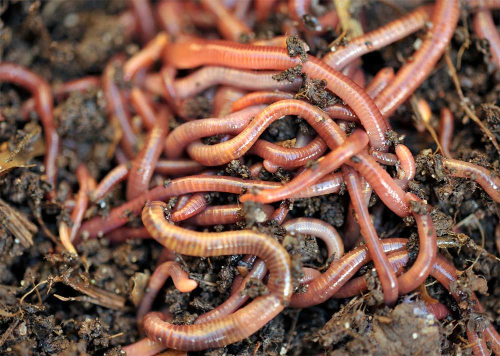 Getting Your Worms Through Winter