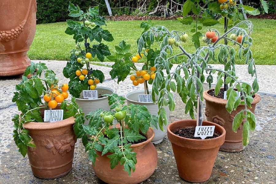 Container gardening tips that'll help you get growing